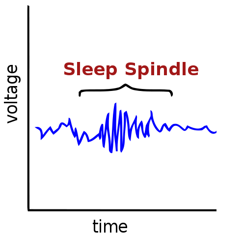 sleep spindles